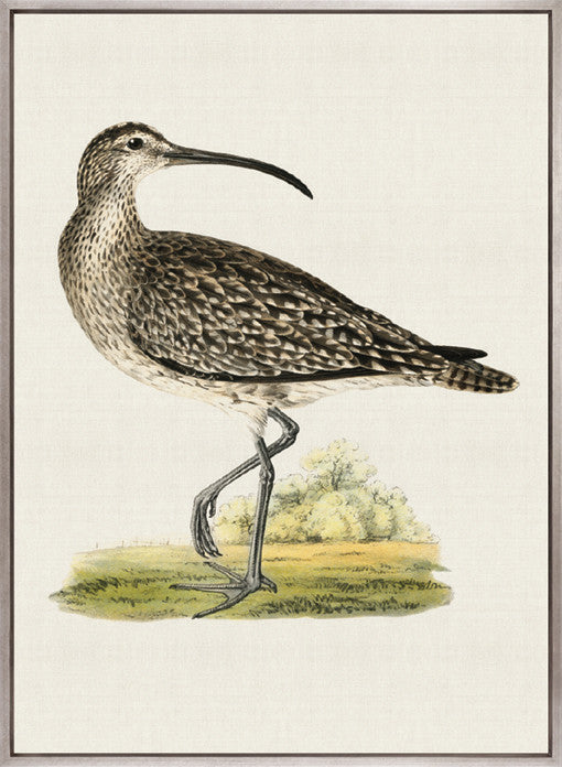 Vintage Waterbird V (Canvas)