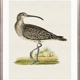 Vintage Waterbird V