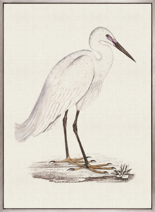 Vintage Waterbird VI (Canvas)