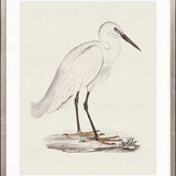Vintage Waterbird VI