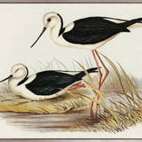 Vintage Waterbird VII (Canvas)