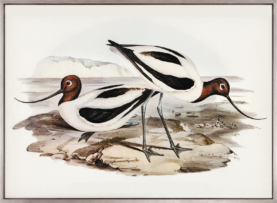 Vintage Waterbird IX (Canvas)