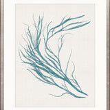 Seaweed Subject III (Blue)