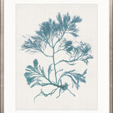 Seaweed Subject IV (Blue)