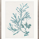 Seaweed Subject VI (Blue)
