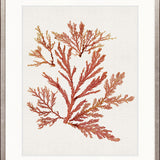 Seaweed Subject VII (Red)