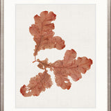 Seaweed Subject VIII (Red)