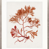 Seaweed Subject X (Red)