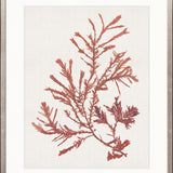 Seaweed Subject XII (Red)