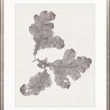 Seaweed Subject XIV (Taupe)