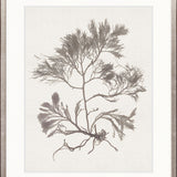 Seaweed Subject XVI (Taupe)