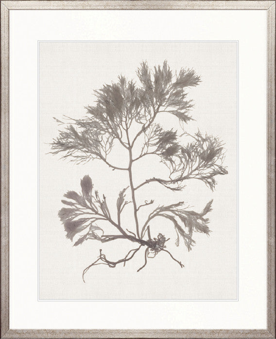 Seaweed Subject XVI (Taupe)