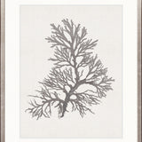 Seaweed Subject XVII (Taupe)