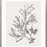 Seaweed Subject XVIII (Taupe)