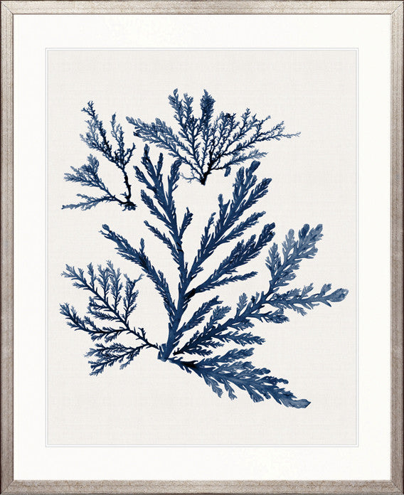 Seaweed Subject XIX (Indigo)