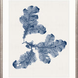 Seaweed Subject XX (Indigo)