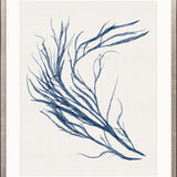 Seaweed Subject XXI (Indigo)