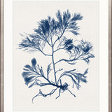 Seaweed Subject XXII (Indigo)