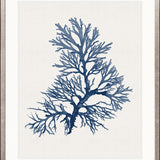 Seaweed Subject XXIII (Indigo)