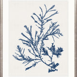 Seaweed Subject XXIV (Indigo)