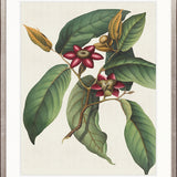 Botanical Specimen II