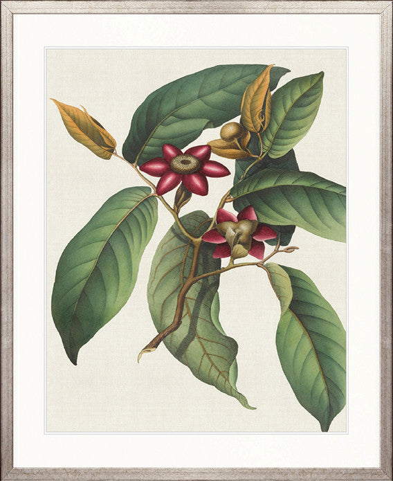 Botanical Specimen II