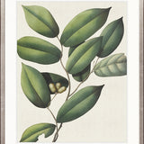 Botanical Specimen III