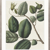 Botanical Specimen IV
