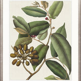 Botanical Specimen V