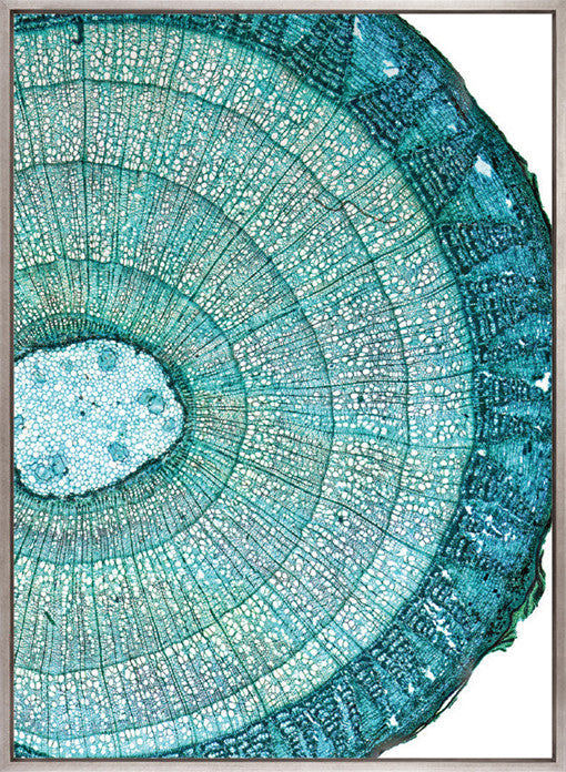 Nature's Abstract I (Canvas)
