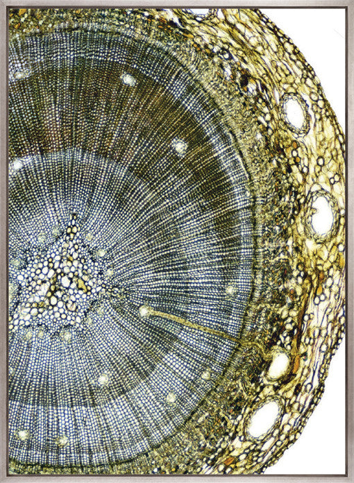 Nature's Abstract II (Canvas)