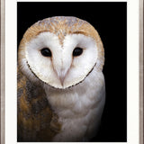 Exquisite Owl I