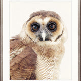 Exquisite Owl II