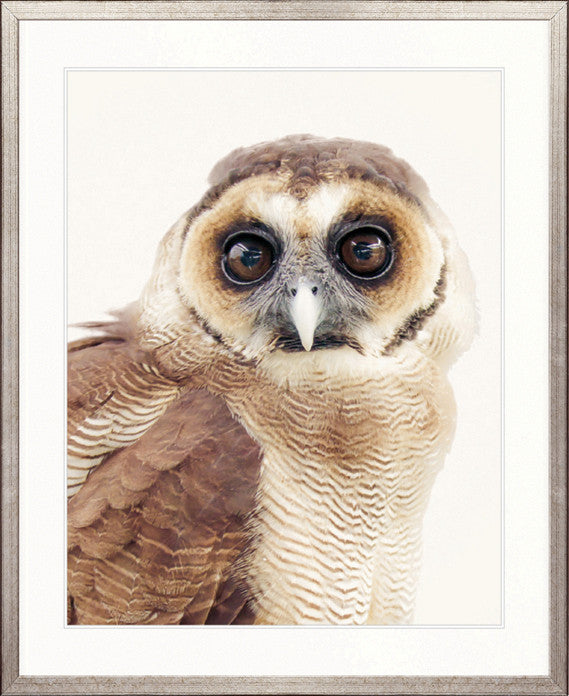 Exquisite Owl II