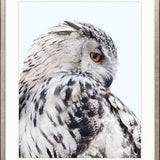 Exquisite Owl III