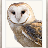 Exquisite Owl IV