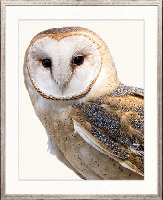 Exquisite Owl IV