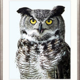 Exquisite Owl V