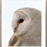 Exquisite Owl VI