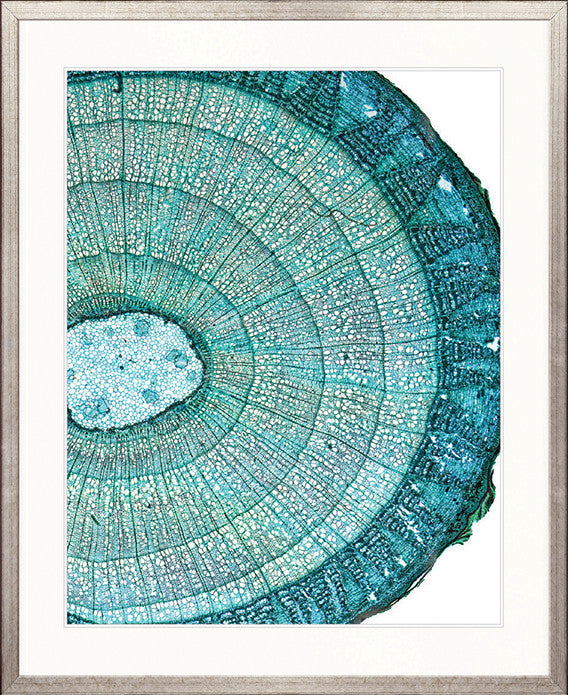 Nature's Abstract I