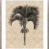 Yasawa Palm IV
