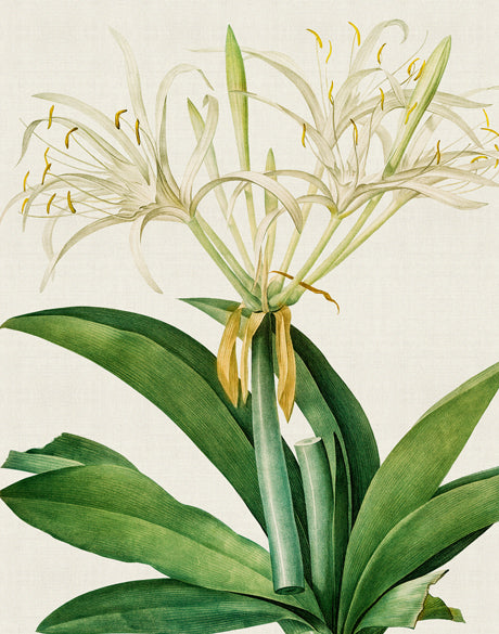 Lush Tropic VII (Canvas)