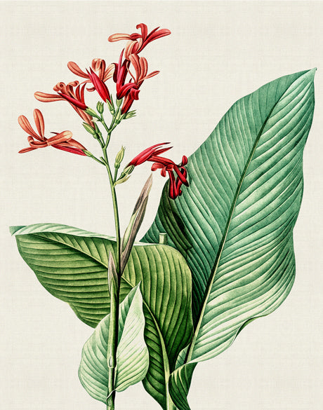 Lush Tropic VIII (Canvas)