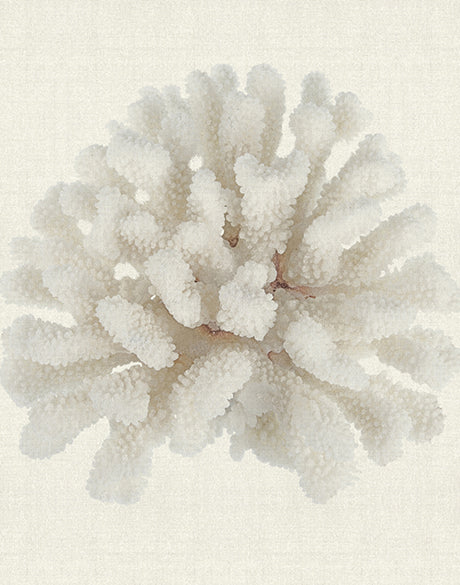 Fanciful Coral I