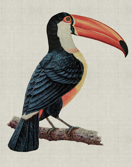 Colourful Toucan I