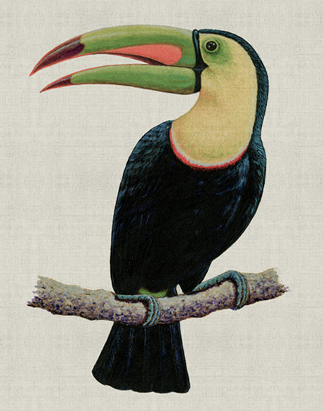 Colourful Toucan IV
