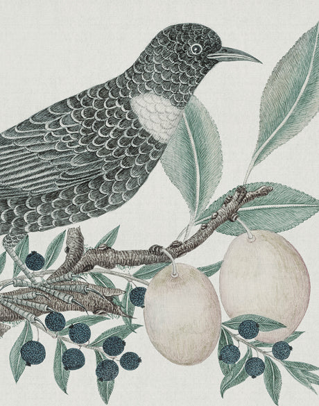 Ariala Bird VI