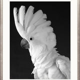 Cockatoo