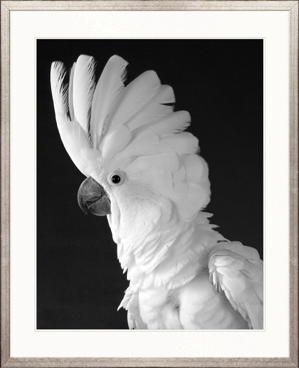 Cockatoo