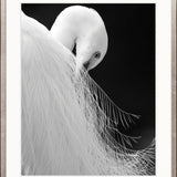 Heron